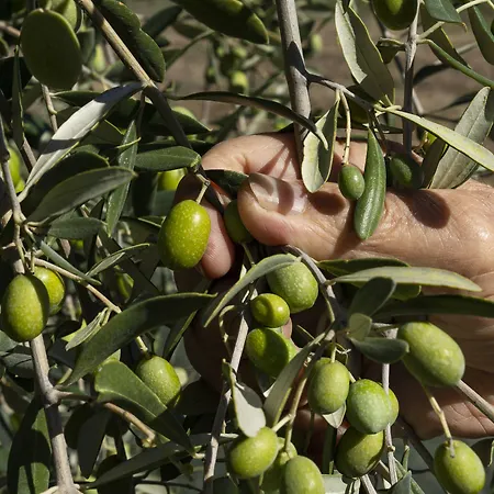 Casavilla By Torre A Cona 乡村民宿 *