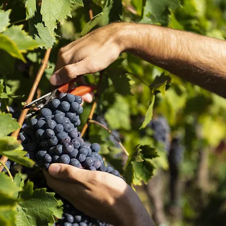 乡村民宿 Casavilla By Torre A Cona 雷吉纳罗苏阿诺